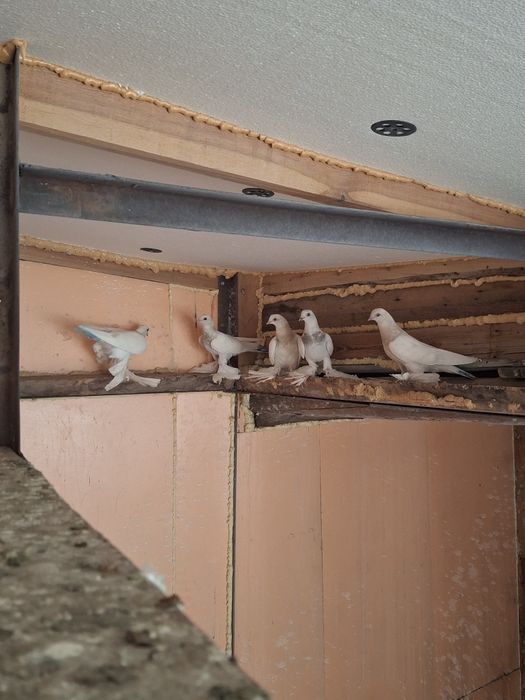 Продам голубей разных мастей