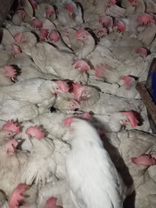 Продается курица