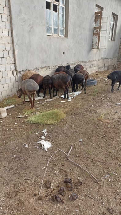 Qoylar sotiladi bugos