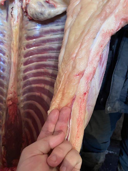 Семіз Байталдар сатылады