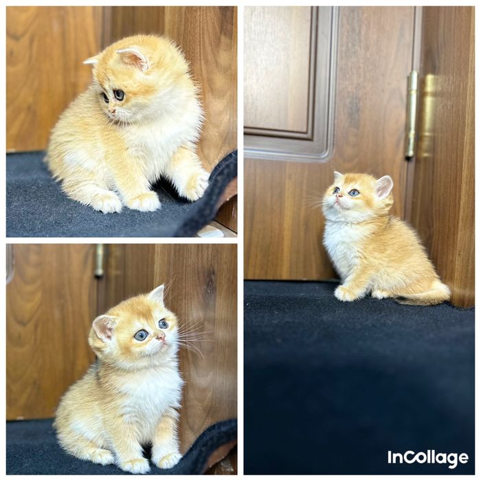 Золотая шиншилла