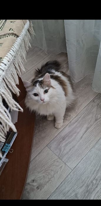 Пушистая грациозная Ева в добрые руки!