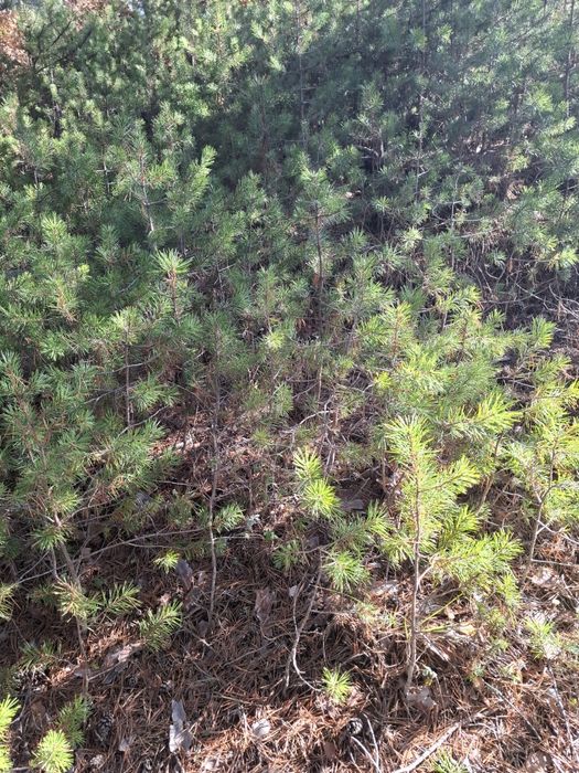 Озеленяване за паркове,  градини и тераси