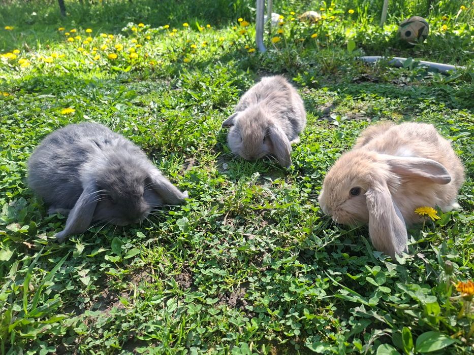 Iepurasi berbec german rasa foarte blandaa