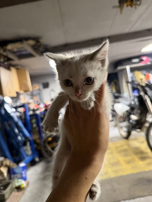 Отдам котят мальчики