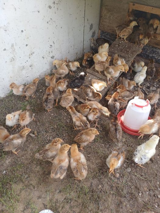 Продам циплят кученской породы