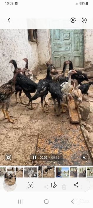 Dakan ishonchli zotlani jujalari har hil oyliklari bor