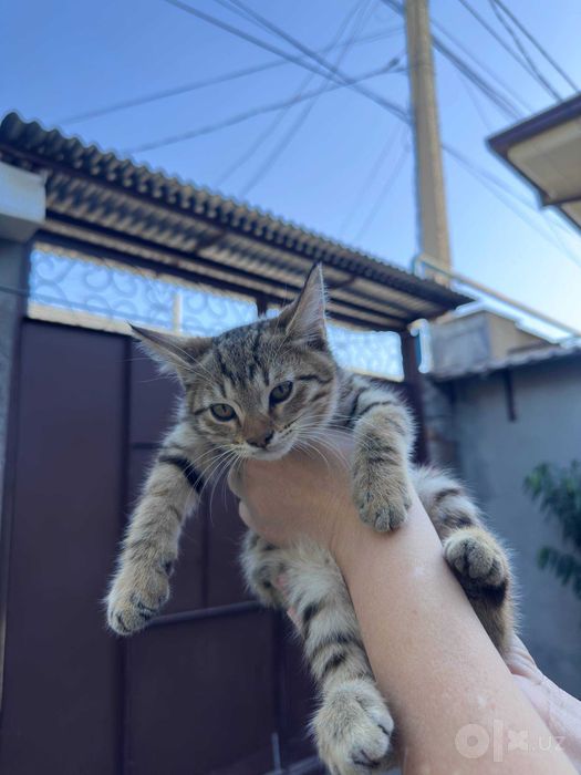 КОТЁНОК МАЛЬЧИК ДОМАШНИЙ САМЫЙ КРАСИВЫЙ  в добрые руки ласковый робкий