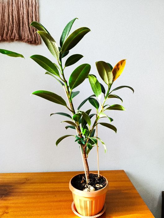 Фикус каучуконосный 60см