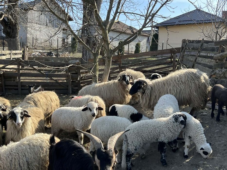 Vând 12 oi din 25 pe ales