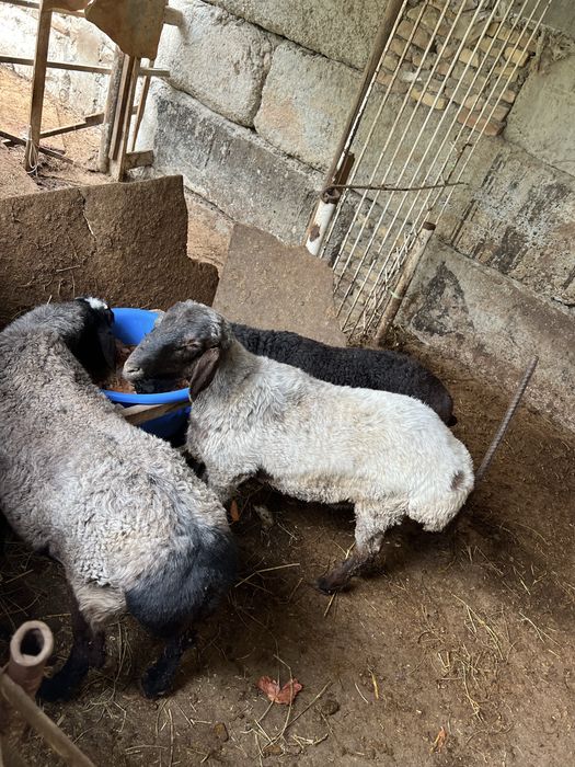 Кучкорлар сотилади