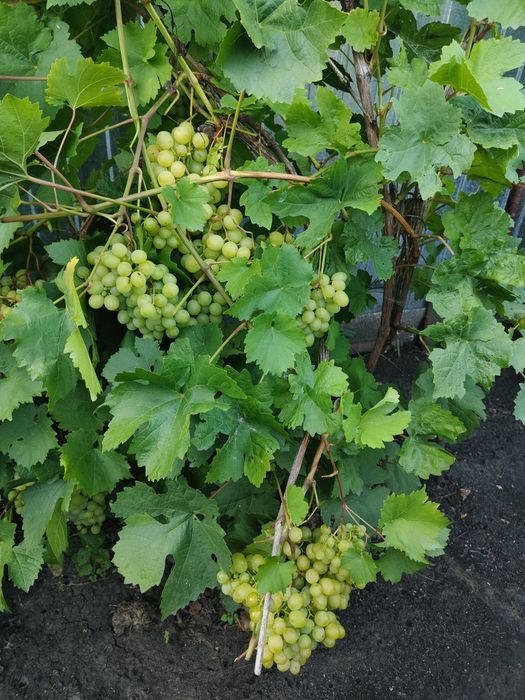 Продам дачу в Ромашке.