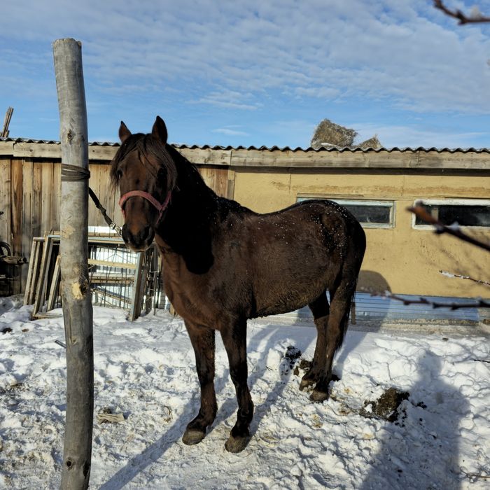 Айғыр сатылады дончак