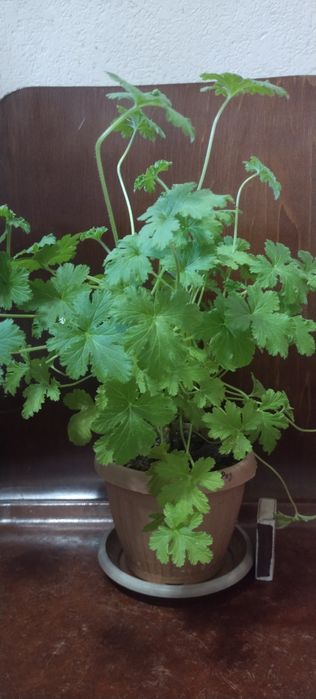 Продам пеларгония душистая