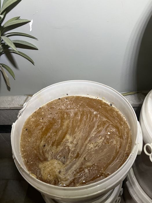 Tabiy asal yantoq/mayskiy optom/dona/eng mazali/yetkazib berish