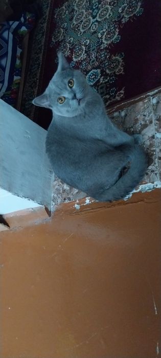 Продаётся Британский кот