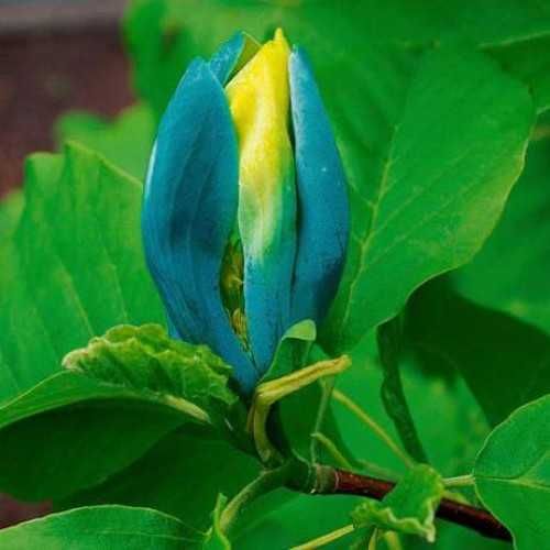 Магнолия - Magnolia НАЛИЧНИ 21 ВИДА Студоустoйчиви