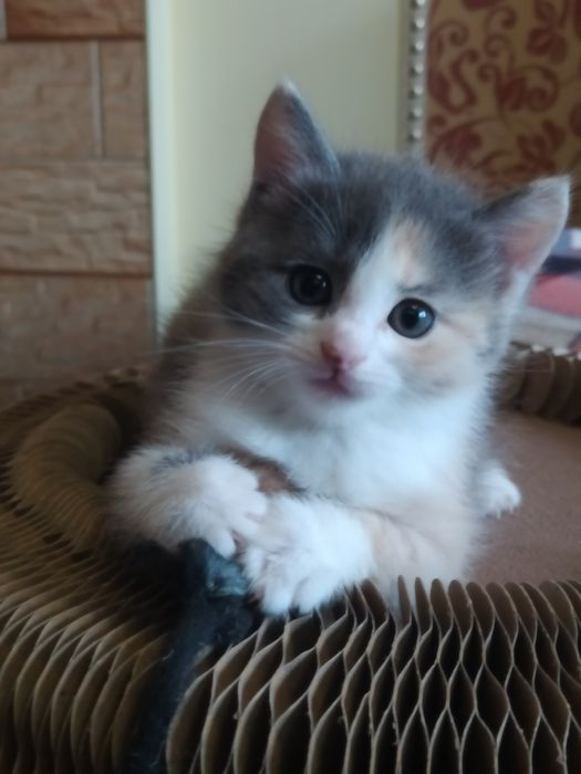 Шотландские малышки