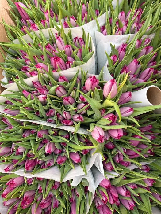 Тюльпаны Голландские