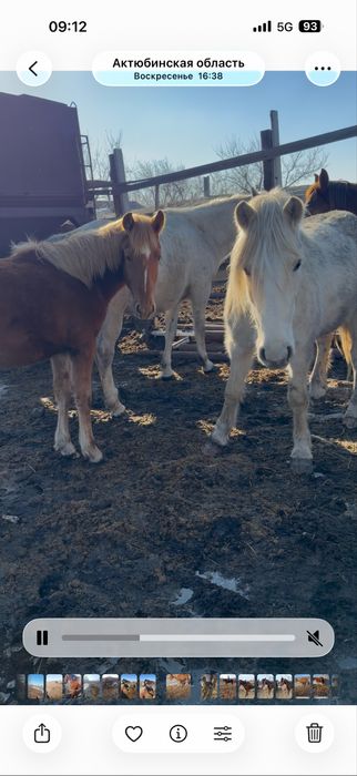 Буаз биелер сатылады