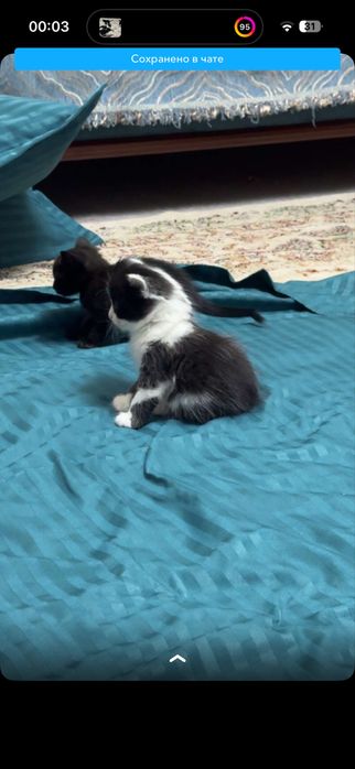 Котята, 4 девочки