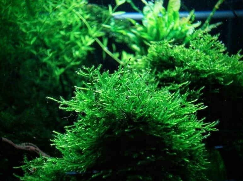 Мъхове за аквариум