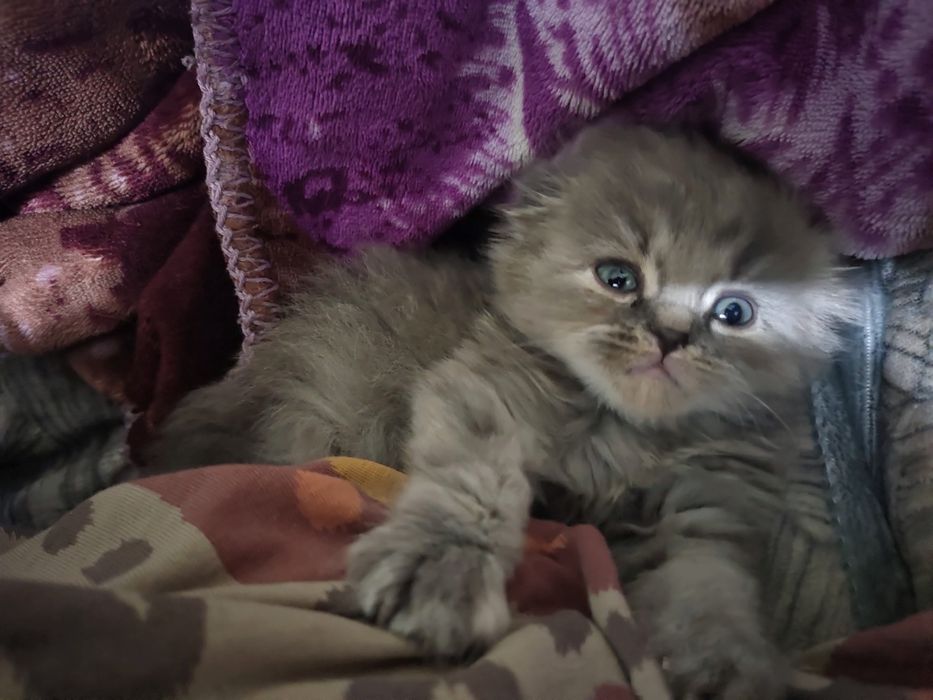Продам чистокровную скоттиш фолд