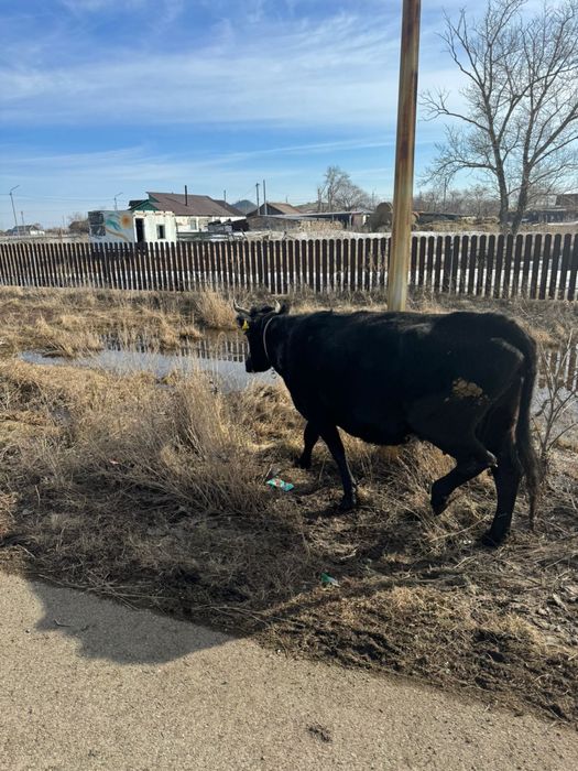 Коровы первотелка