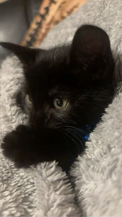 Котята в добрые руки бесплатно