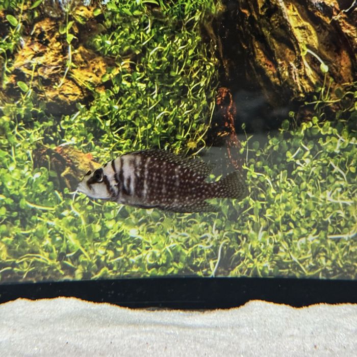Akvarium 250 L + tumba, filtr va barcha jihozlari bilan