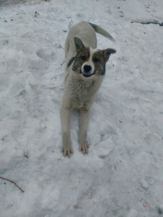 Отдадим щенка