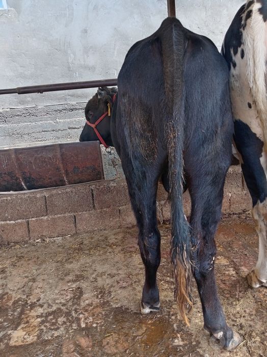 Buqa sotiladi 1 yoshdan utgan