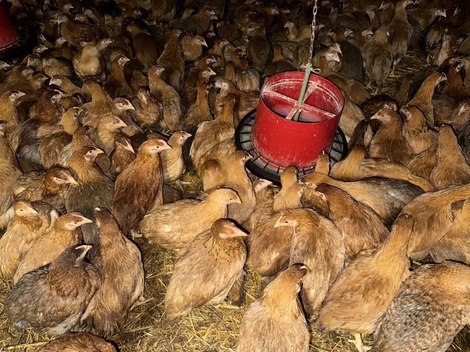 Pui zburati rasa kabir mixta