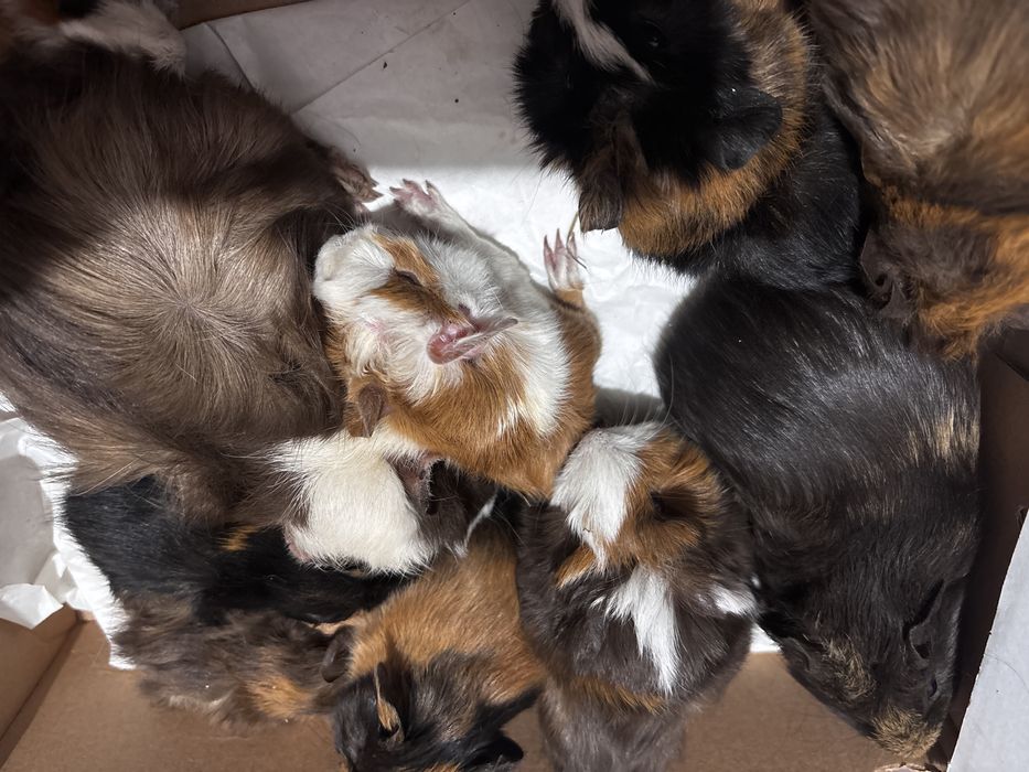 Porcușori de guineea