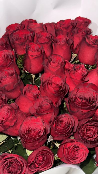 Красные розы 51шт