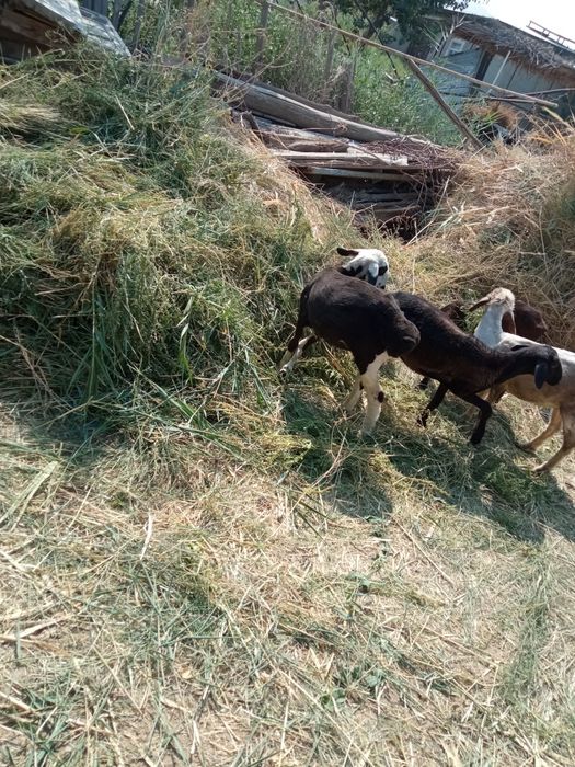 Qóy yungi olib berish xizmati