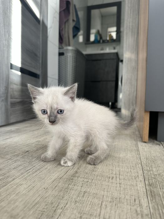 Отдам котят бесплатно