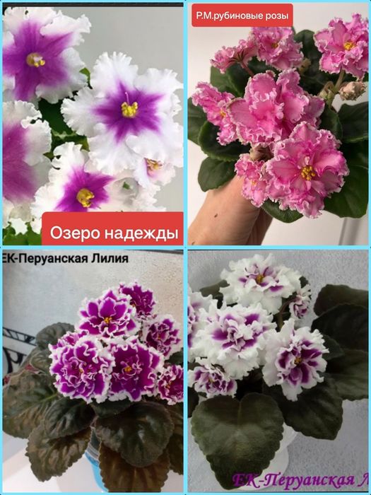 Продам детки сортовых фиалочек