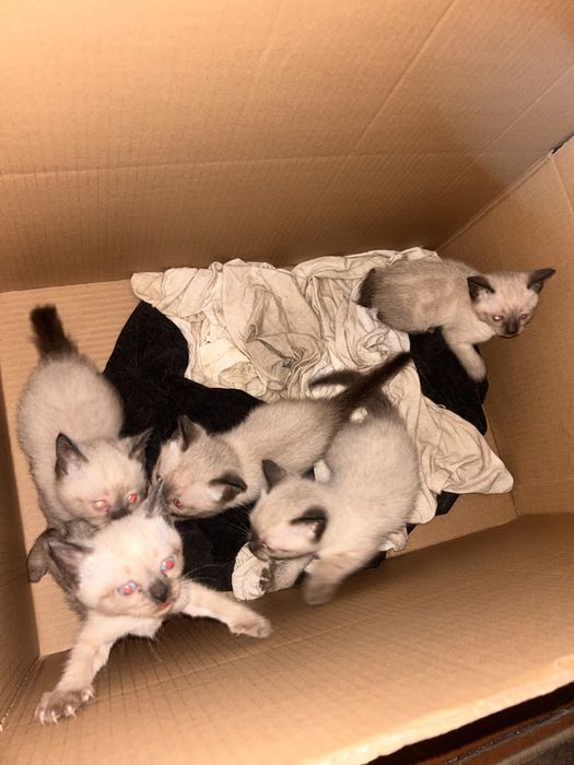 Сиамские котятки