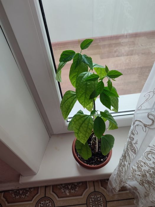 Продам комнатные растения