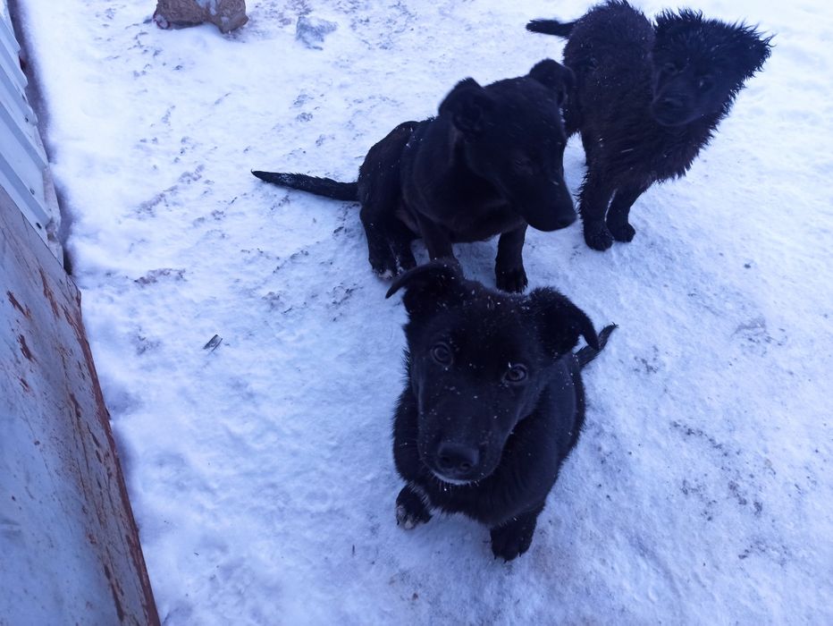 Отдам бесплатно 3 щенков