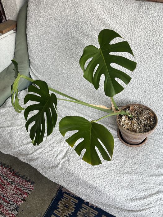 Planta monstera deliciosa