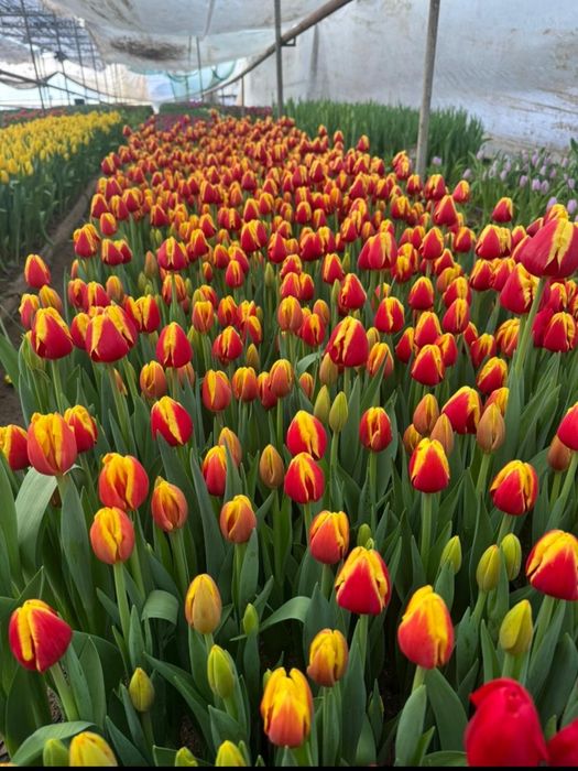 Тюльпаны оптом и розницу