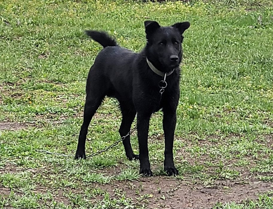 Отдам собаку бесплатно