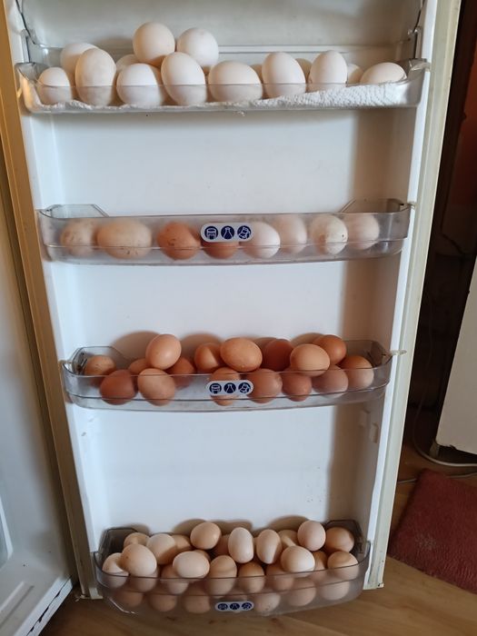Oua de casa culese și păstrate corespunzător de la găini relaxate
