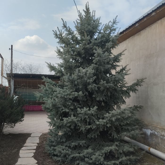 Голубая ёлка 4 метров