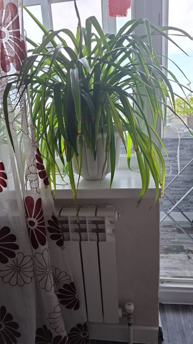 Продам большой цветок