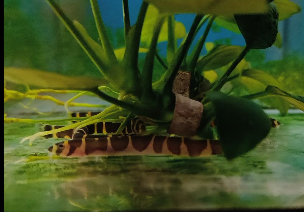 Акантофтальмусы рыбки