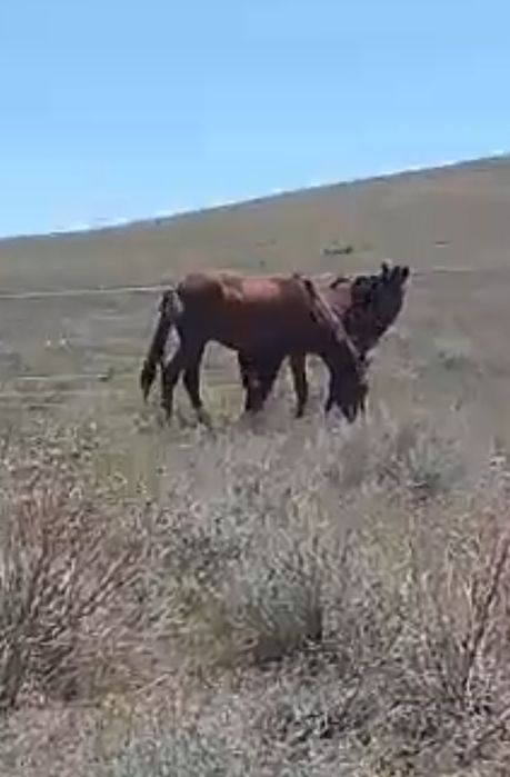 Жылкы 2 жасарлар сатылады