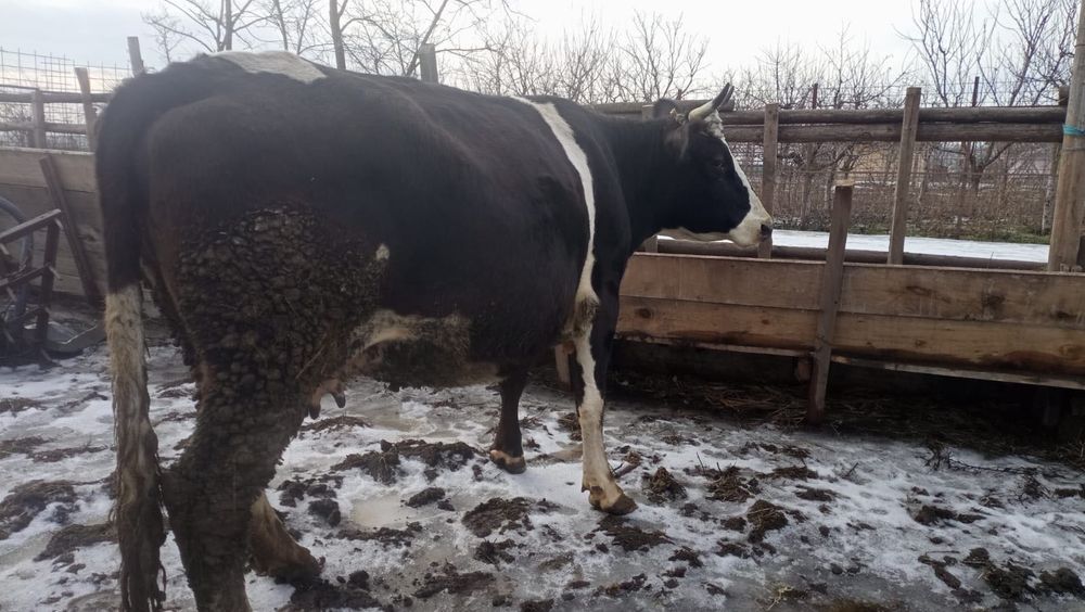 Vand vaca gestanta in ultima luna!